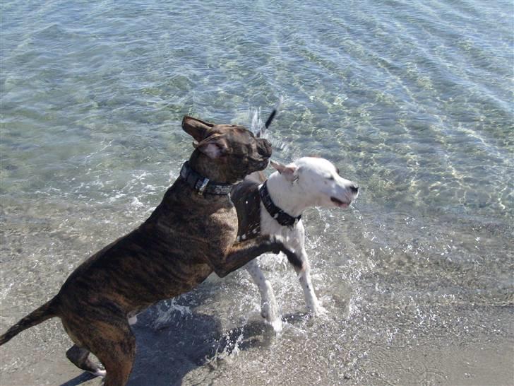 Amerikansk bulldog Topp's Magic Igor RIP - Vi leger i vandet. Den 20 marts 08. billede 12