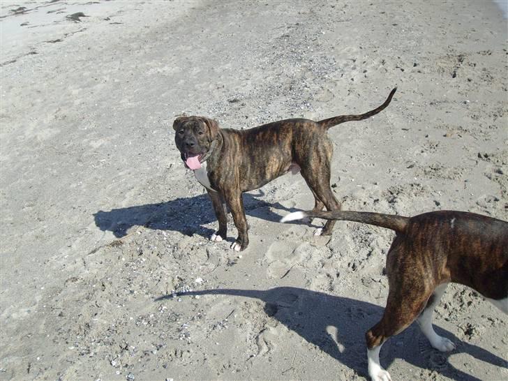 Amerikansk bulldog Topp's Magic Igor RIP - Det er så hyggeligt ved vandet. billede 13