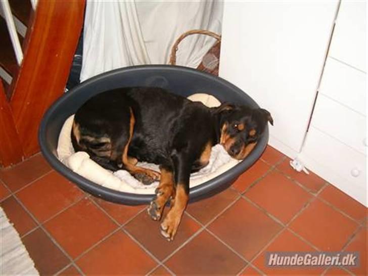 Rottweiler Nellie (død) - Min lille sovetryne ( : Hehe billede 13