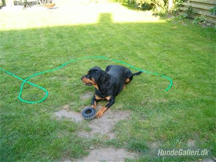 Rottweiler Nellie (død) - Nellie med hendes yndlings legetøj ( : Hehe billede 14