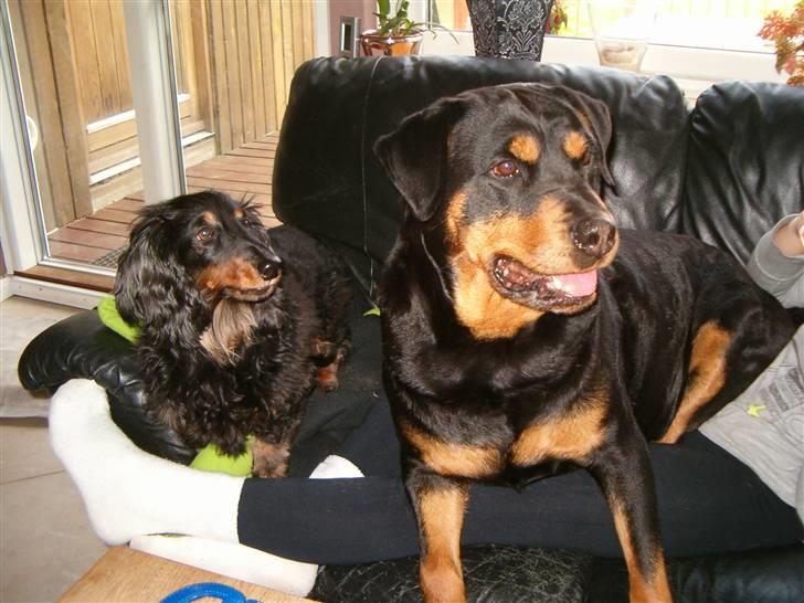 Rottweiler Nellie (død) billede 15