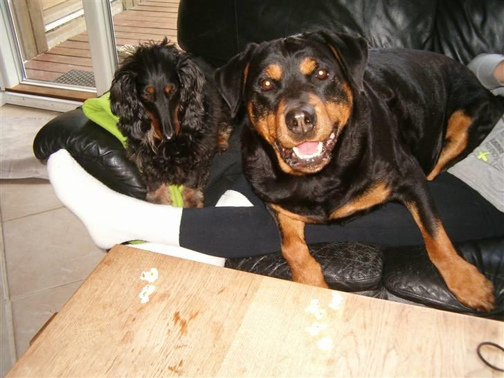 Rottweiler Nellie (død) billede 16