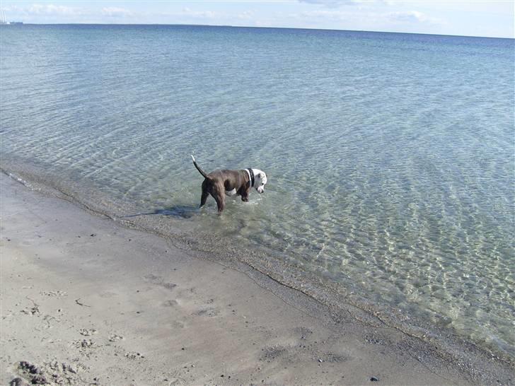 Amerikansk bulldog Nala - Bader billede 10