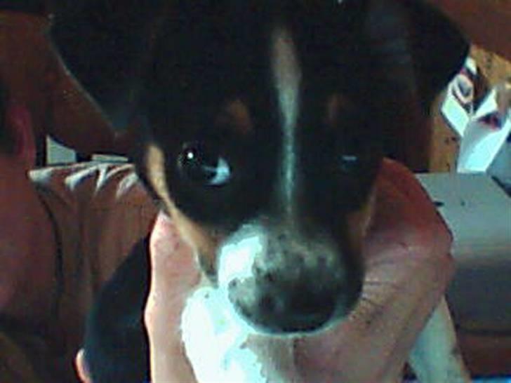 Dansk svensk gaardhund Mini . billede 16