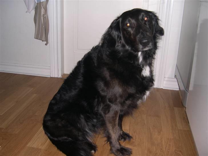 Blanding af racer Bella - Heeeeeele Bella (; billede 2