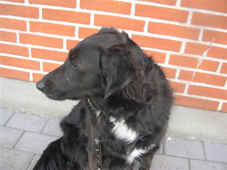 Blanding af racer Bella - Smukke. billede 3