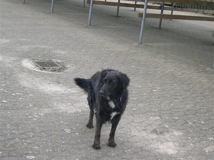 Blanding af racer Bella - Lovely. <3 billede 4