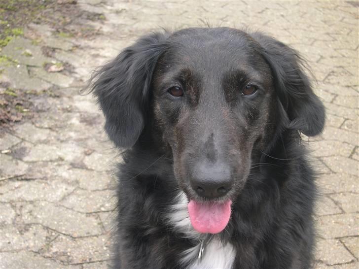 Blanding af racer Bella - Bellaaaaa :b billede 5