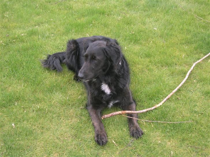 Blanding af racer Bella - Stolt hund. (; billede 6