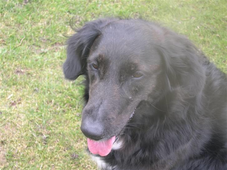 Blanding af racer Bella - Ret overbelyst, men hun ser så sød ud! d: billede 7