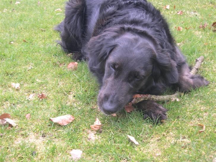 Blanding af racer Bella - "DUMME PIIIND! ANGRIIIIIIB!" billede 8