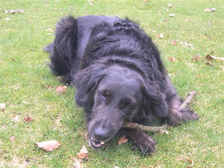 Blanding af racer Bella - Pind once again (: billede 9