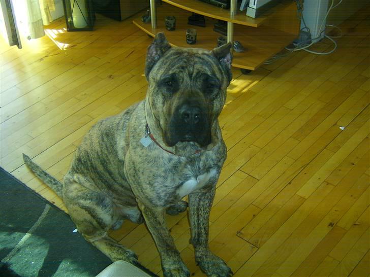 Dogo canario chico De can muc/campeon billede 1