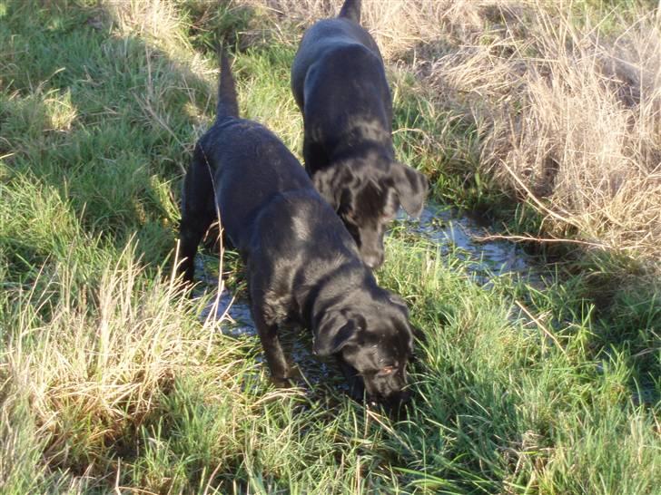 Labrador retriever Tøzen - Mig og min gode ven Buller leger billede 7