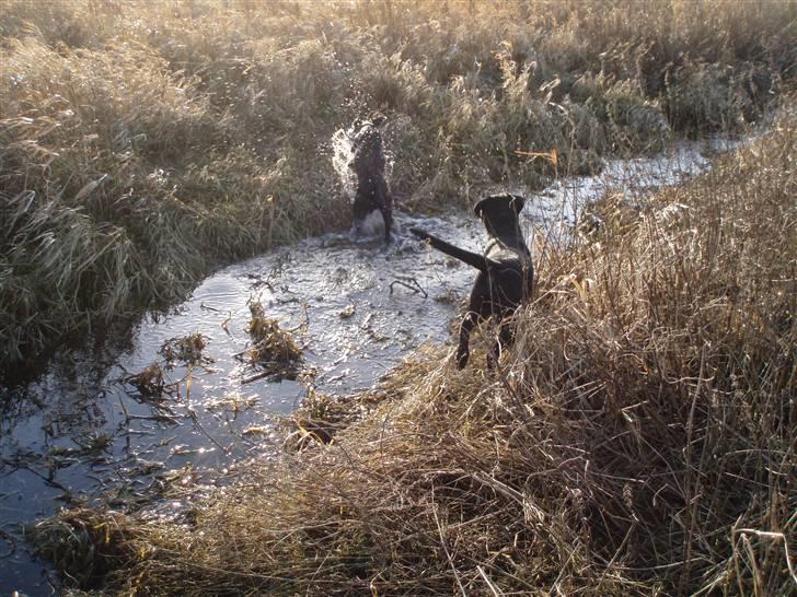Labrador retriever Tøzen - Dejligt med lidt bade-vand! billede 8