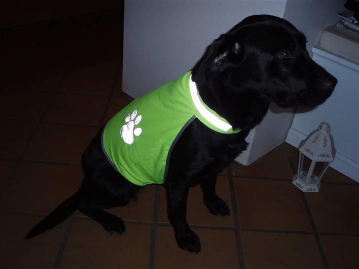 Labrador retriever Tøzen - Jeg ved ikke helt om jeg bryder mig om min nye refleksvest (men mor siger jeg skal have den på når vi løber tur efter mørkets frembrud) billede 9