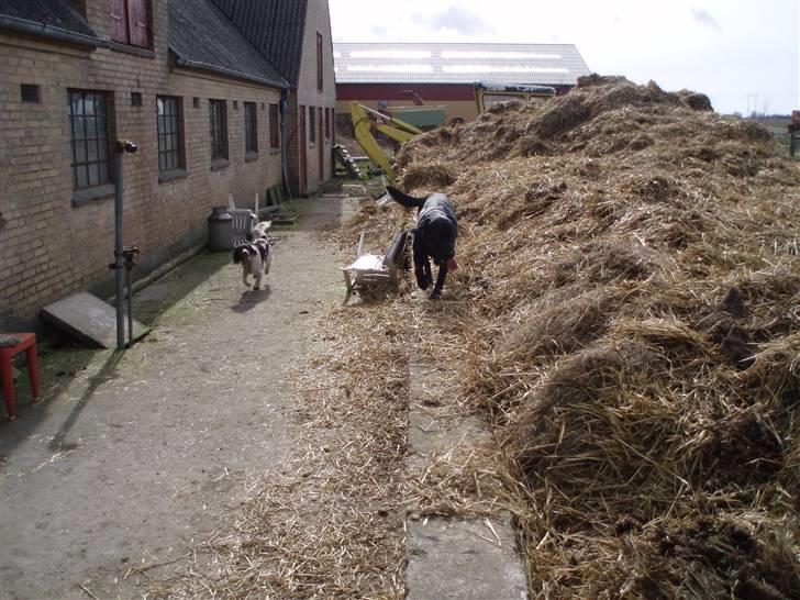 Labrador retriever Tøzen - Jeg er begyndt til agility, så nu går jeg gerne balance hvor det er muligt :-) billede 10