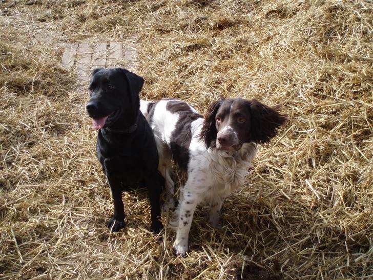 Labrador retriever Tøzen - Mig og min bedste ven Puzzle billede 11