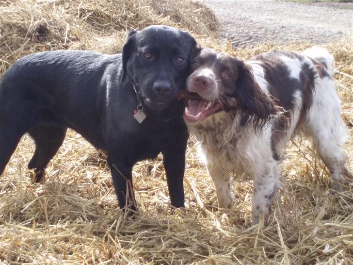 Labrador retriever Tøzen - Vi leger med pind billede 12