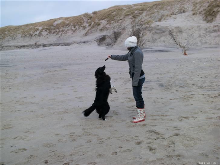 Blanding af racer Tika - se hvor fint Tika kan stå. billede 8