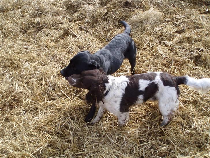Labrador retriever Tøzen - Og går en tur :-) billede 13