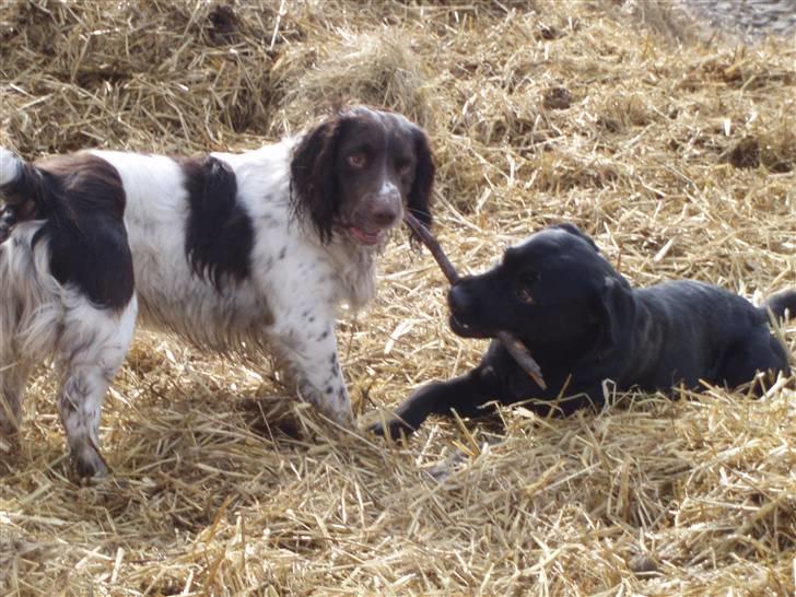Labrador retriever Tøzen - Man bliver lidt træt af al den leg! billede 14
