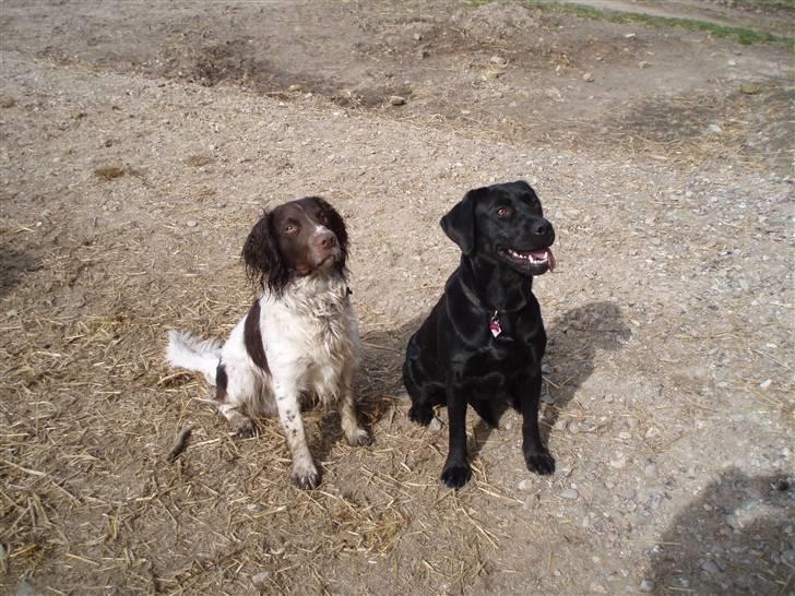Labrador retriever Tøzen - Er vi ikke dygtige? billede 15