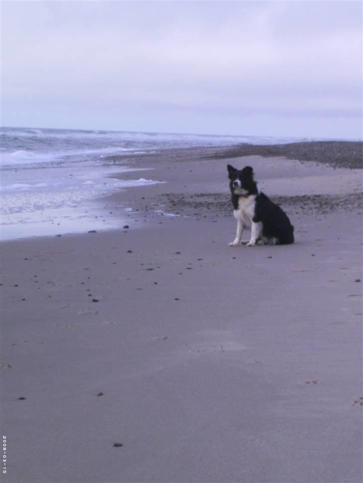 Blanding af racer Tika - Her stopper verden så eller? billede 9