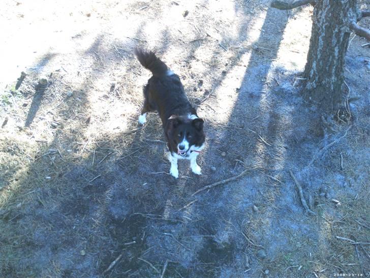 Blanding af racer Tika - Hvad laver mor og far deroppe billede 10