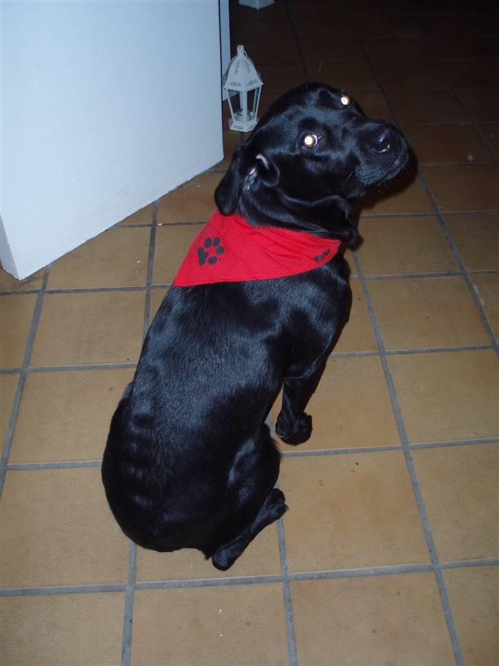 Labrador retriever Tøzen - Er jeg ikke fin med min nye "charmeklud"? billede 17