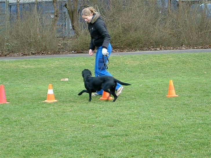 Labrador retriever Tøzen - Agility d. 23. feb 08: Tredje gang og jeg kan allerede en del kunster :-) billede 18