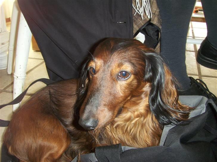 Gravhund Viggo - Jeg elsker min taske. billede 1