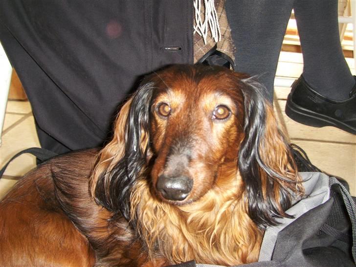 Gravhund Viggo - Fjern kameraet jeg prøver at sove. billede 2