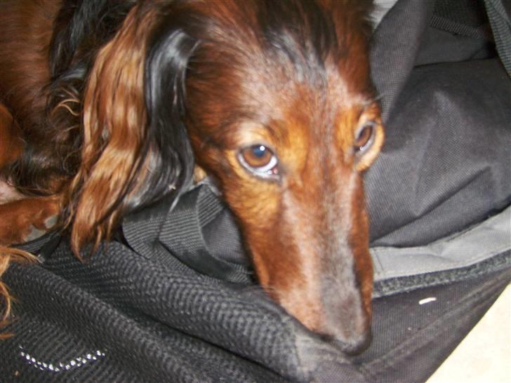 Gravhund Viggo - Jeg hader paperazzi folk! billede 3