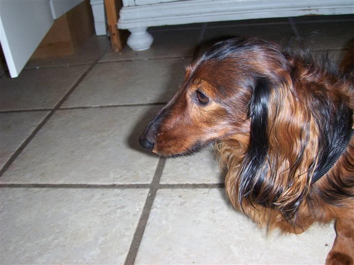 Gravhund Viggo - Jeg er en statue billede 4