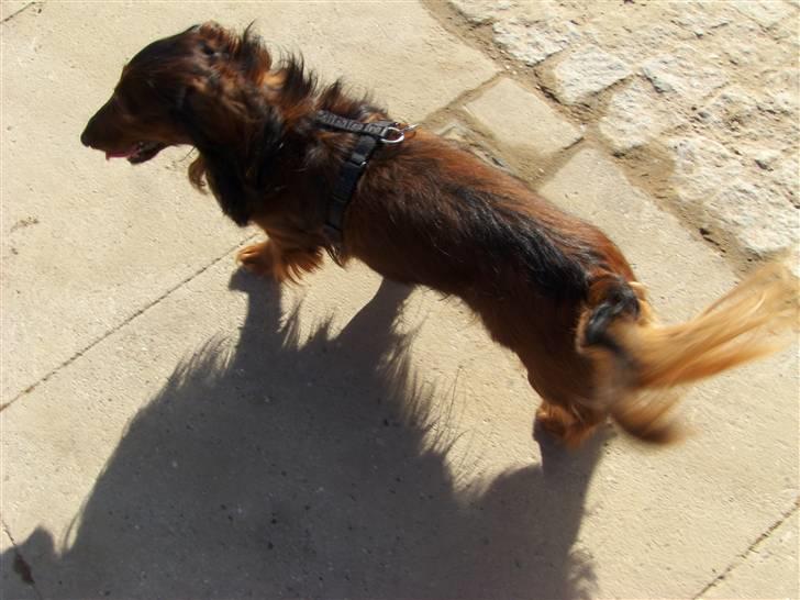 Gravhund Viggo - Jeg elsker at gå uden snor på. billede 5