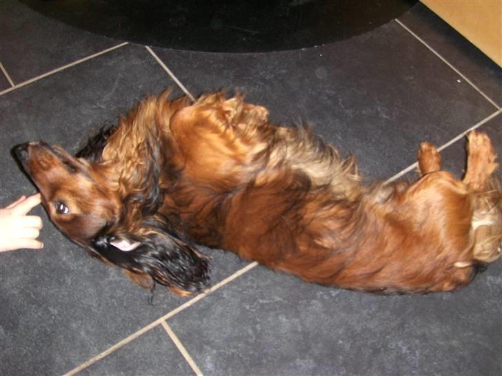 Gravhund Viggo - Dejlige gulv billede 6