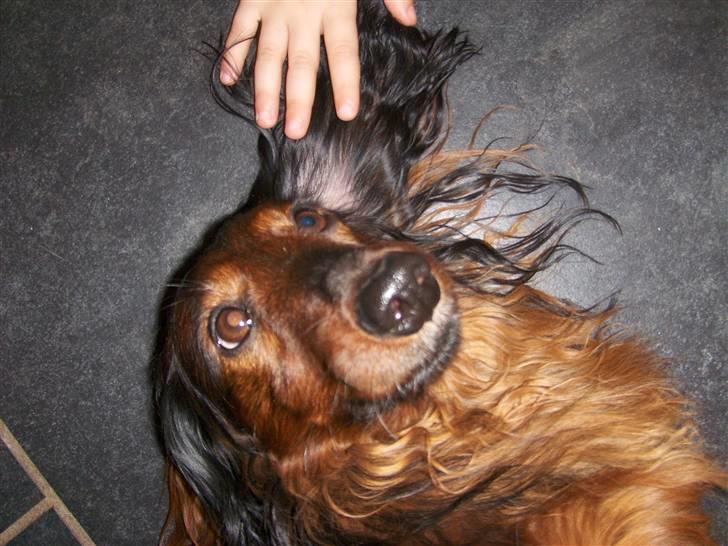 Gravhund Viggo - Jeg skal lige ha ordnet pelsen billede 7