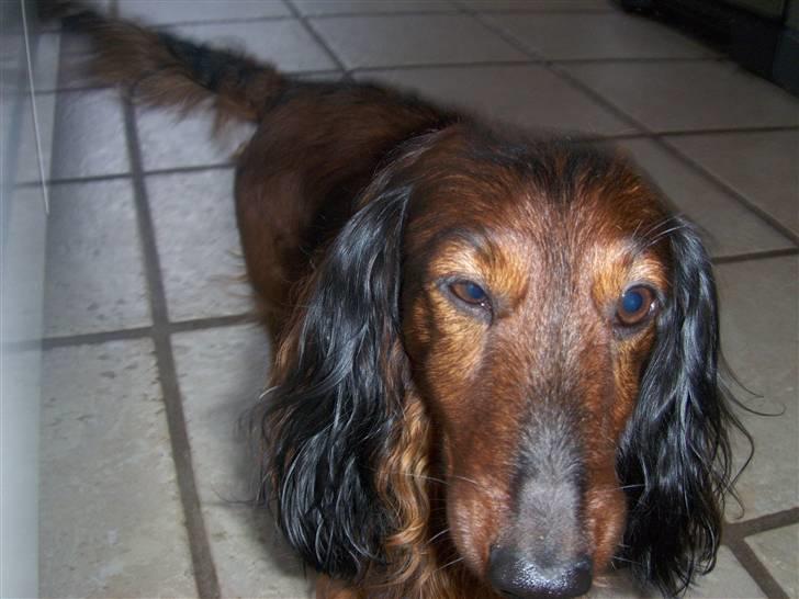 Gravhund Viggo - Trætte mig billede 8