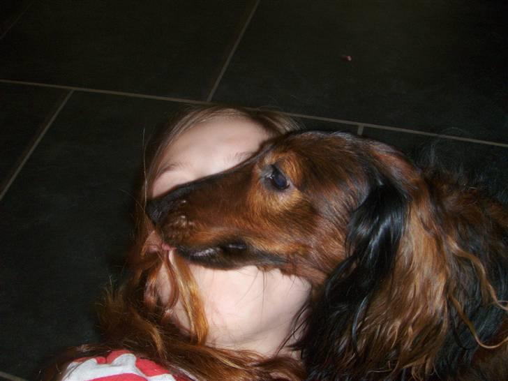 Gravhund Viggo - Av Viggo bider mig i næsen                                                                                                                                                                                                                                 billede 9