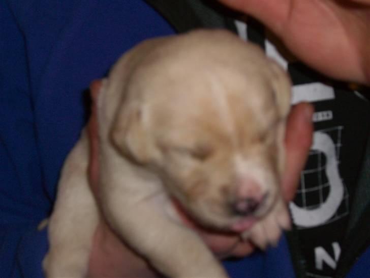 Blanding af racer zico - fra da jeg var oppe og se hende billede 1