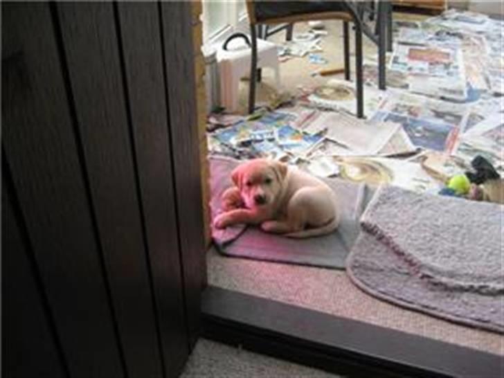 Blanding af racer zico billede 2