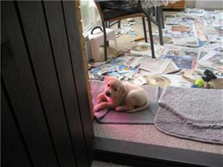 Blanding af racer zico billede 3