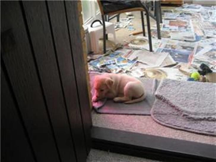 Blanding af racer zico billede 4