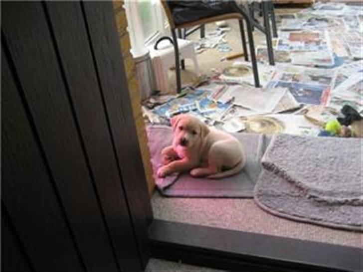 Blanding af racer zico billede 5