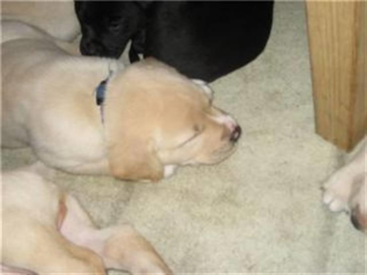 Blanding af racer zico billede 6