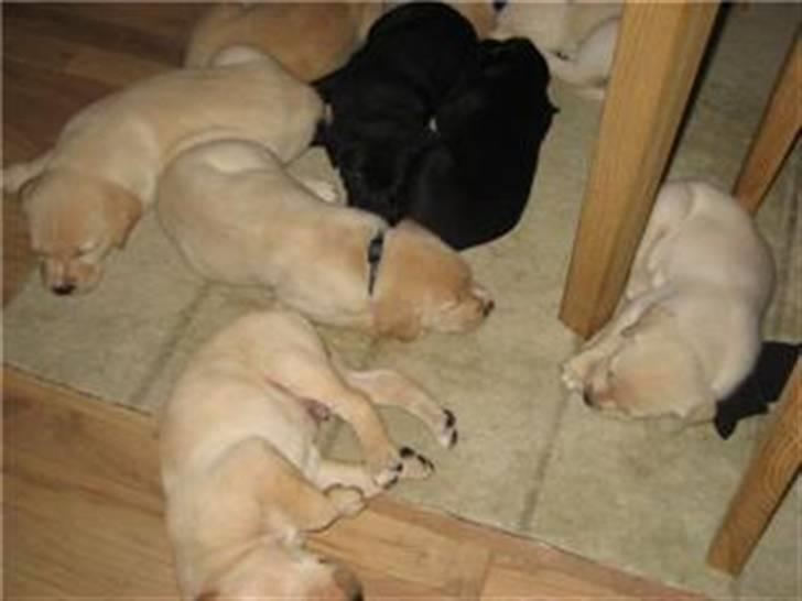 Blanding af racer zico billede 7