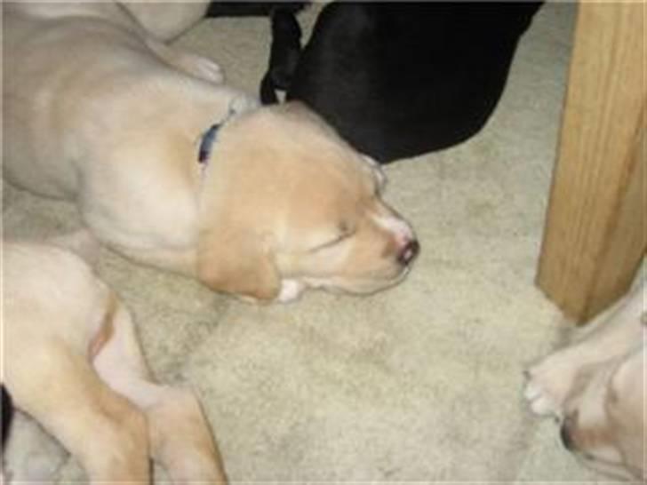 Blanding af racer zico billede 8