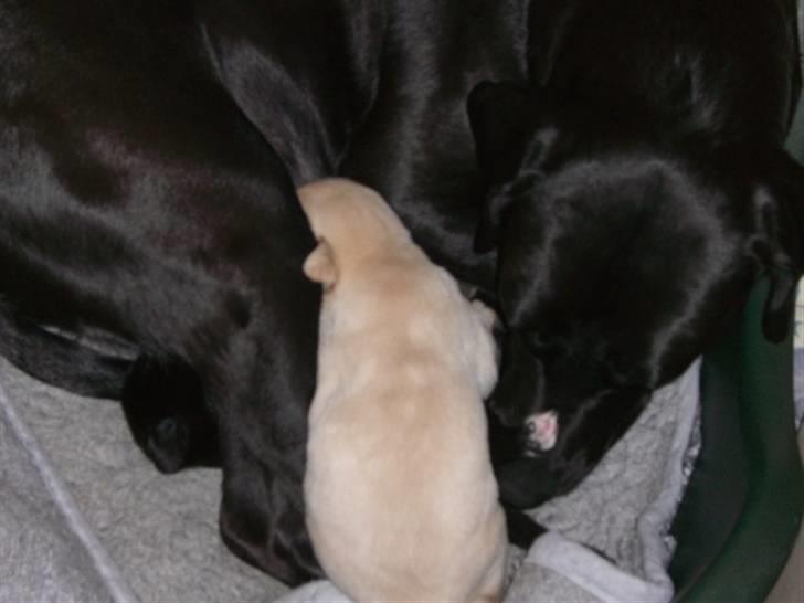 Blanding af racer zico - min lille pige.. da jeg var oppe og se hende billede 9