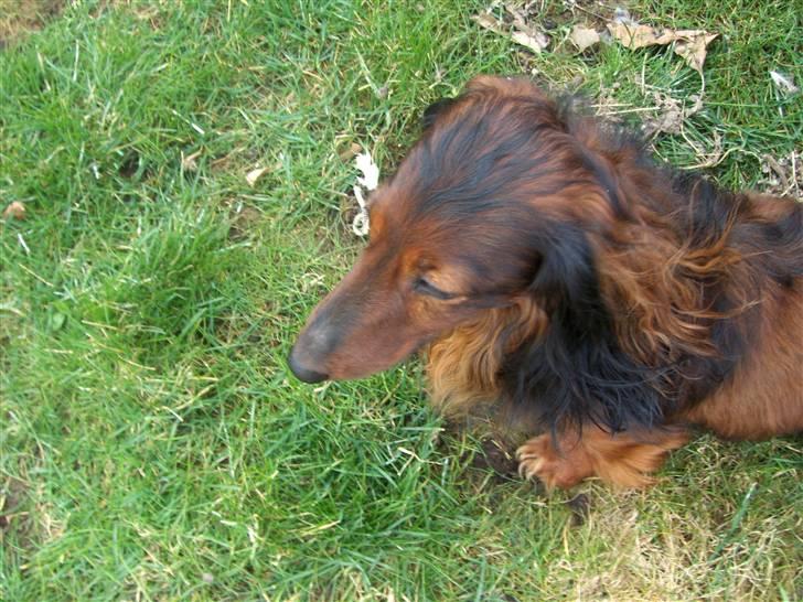 Gravhund Viggo - Hey, er det ikke min bold?! billede 10